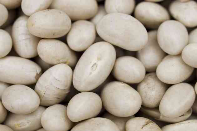 фасоль чали. боб фасоли. фасоль рисунок. фасоль. морские бобы.